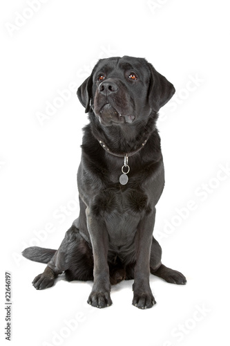 black labrador retriever dog looking up