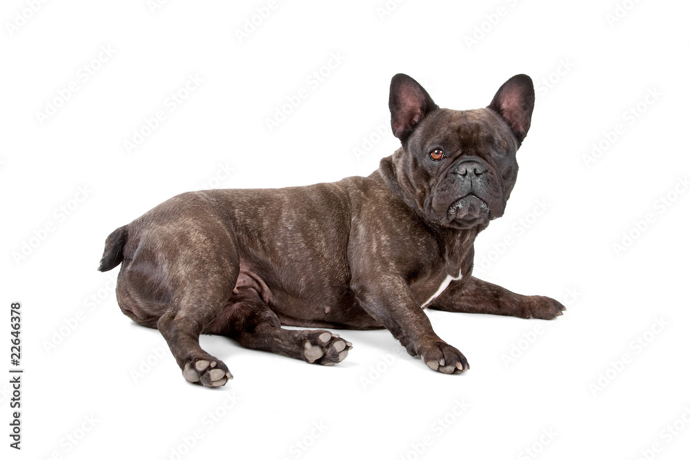 blind french bulldog isolated on a white background