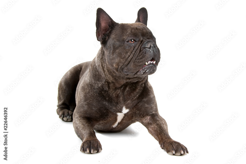 Obraz premium french bulldog isolated on a white background