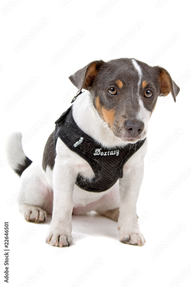 jack russel terrier dog looking at camera