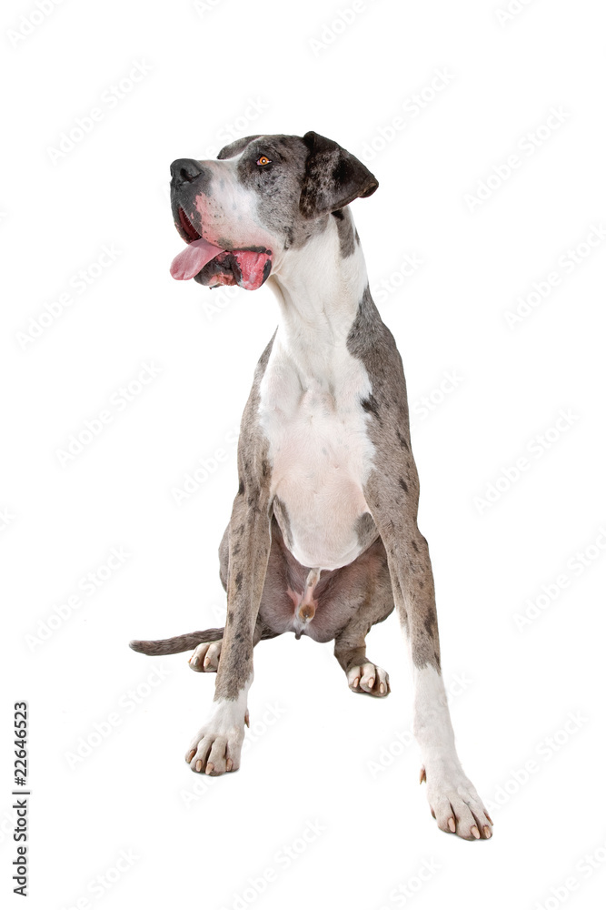great dane dog isolated on a white background