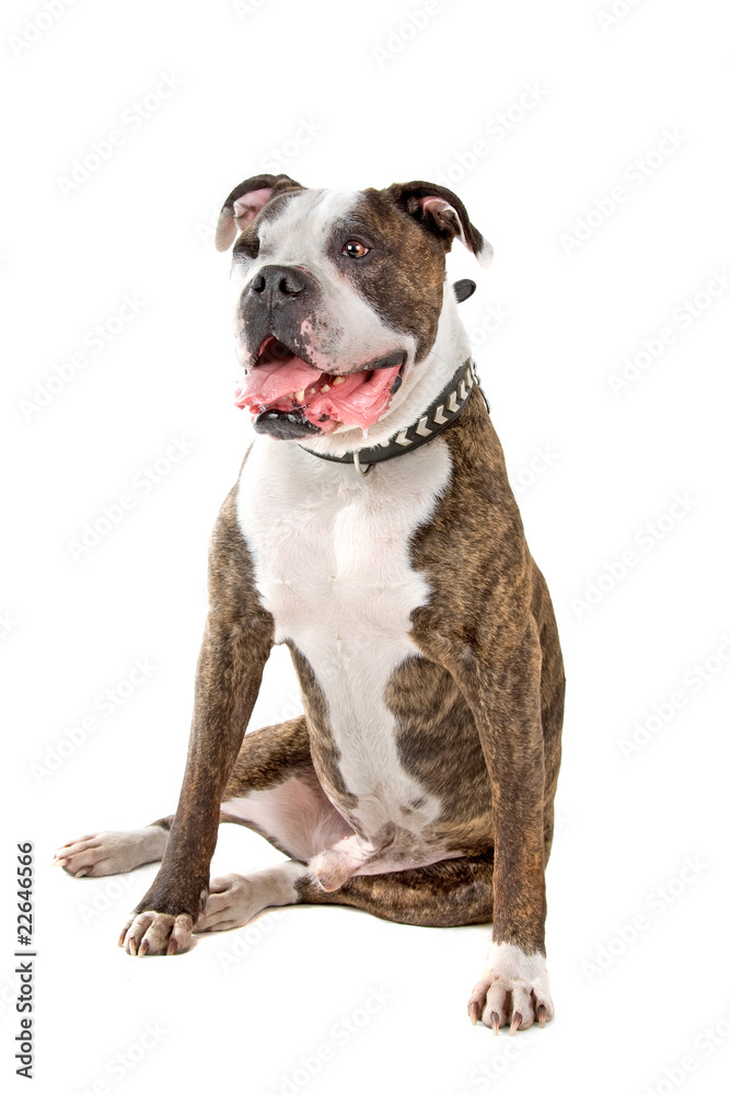 front view of an american bull dog sticking out tongue