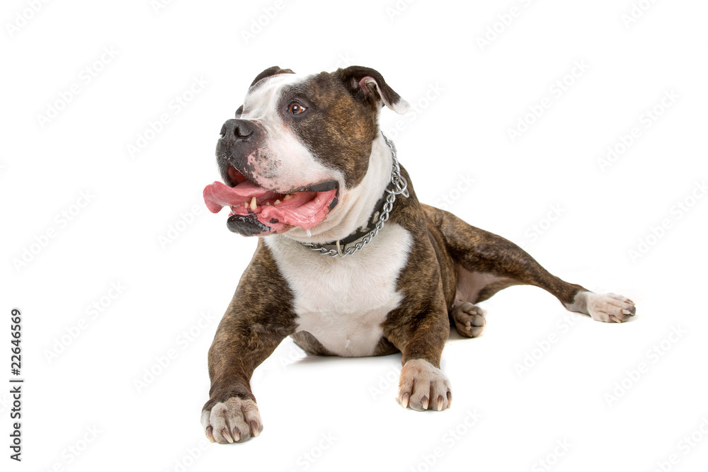 American Bulldog isolate on a white background American Bulldog isolate on a white background
