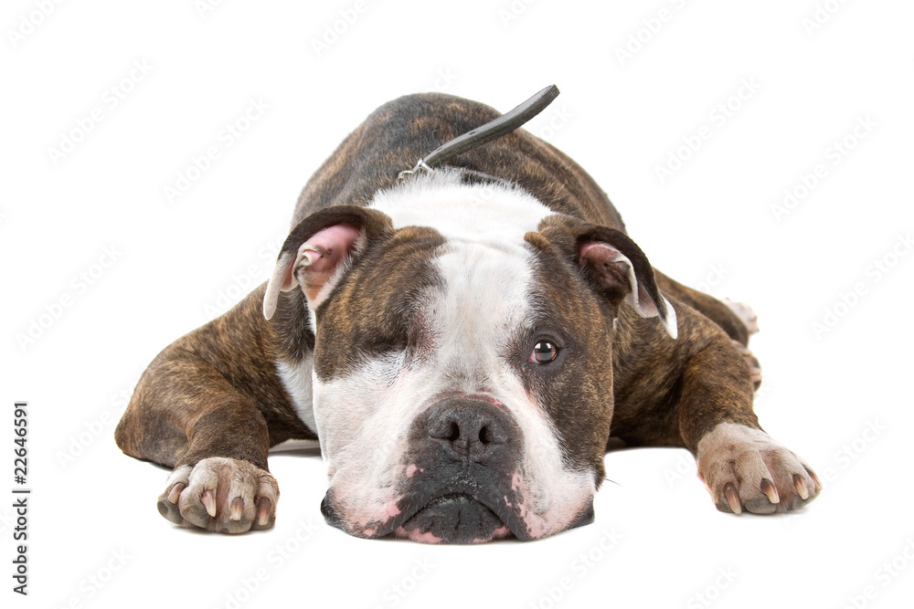 front view of an old american bulldog with one eye front view of an old american bulldog with one eye
