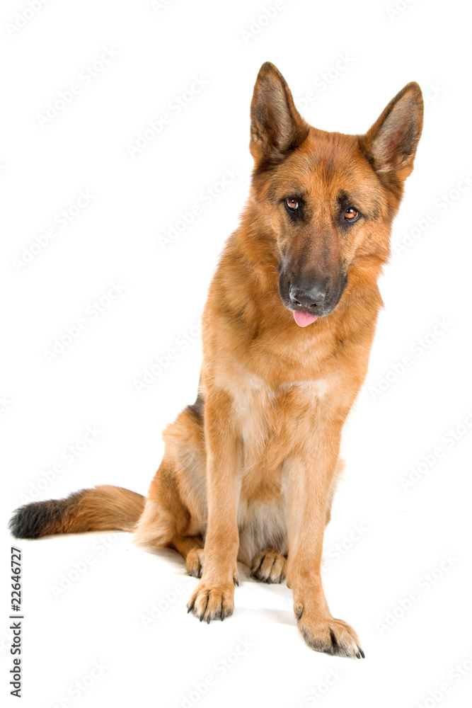 front view of a beautiful german shepherd dog