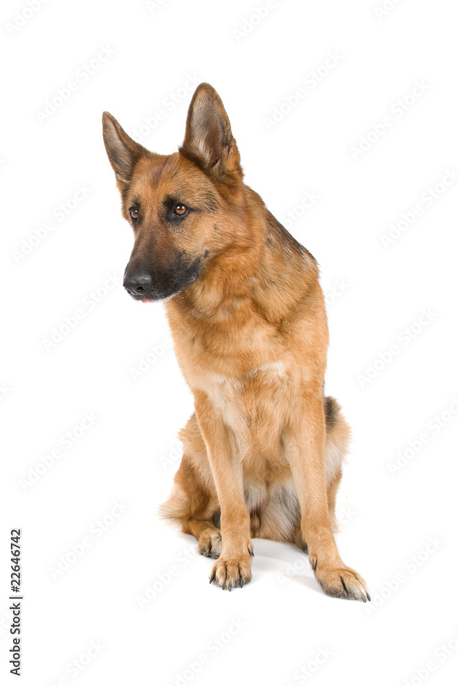 german shepherd dog isolated on a white background