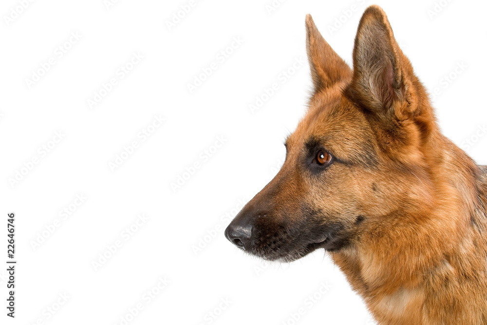 side view of a head of  german shepherd dog