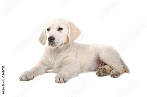 resting golden retriever puppy