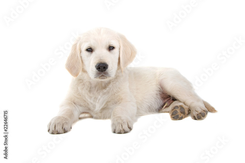 golden retriever puppy isolated on a white background