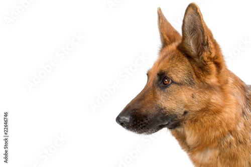 side view of a head of  german shepherd dog © Erik Lam