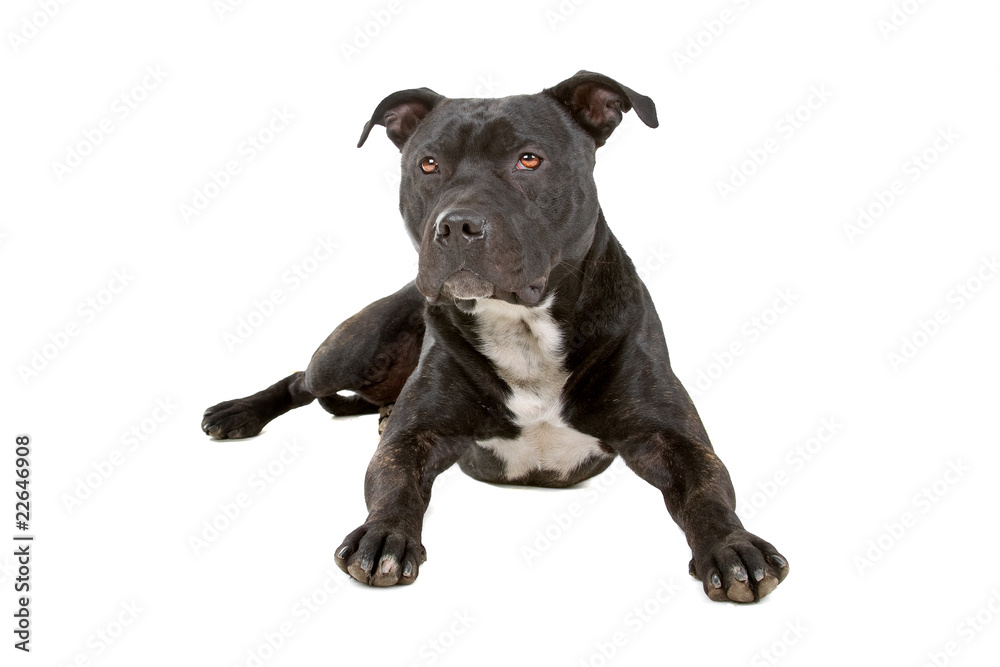 staffordshire bull terrier isolated on a white background