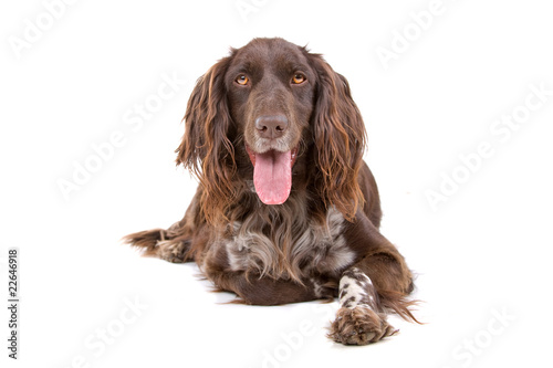 Fototapeta Naklejka Na Ścianę i Meble -  small munsterlander dog sticking out tongue