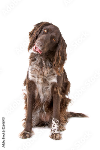 small munsterlander dog isolated on a white background