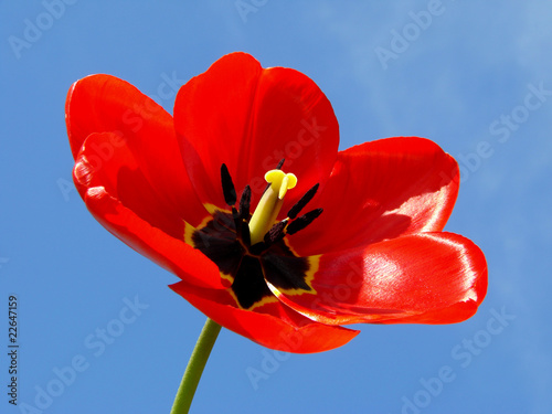 open red tulip
