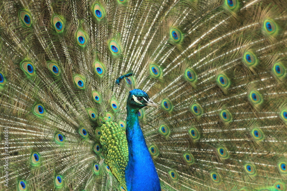 Naklejka premium Peacock in full Bloom