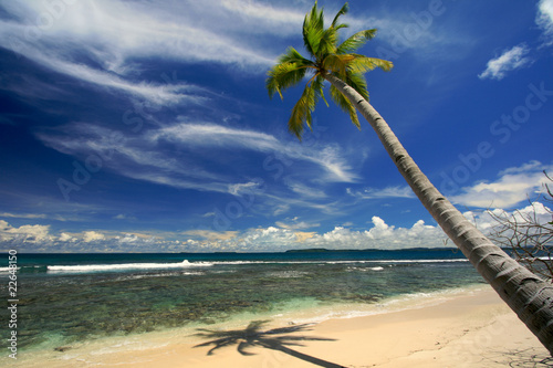 Fototapeta Naklejka Na Ścianę i Meble -  Coconut palm tree on tropical beach