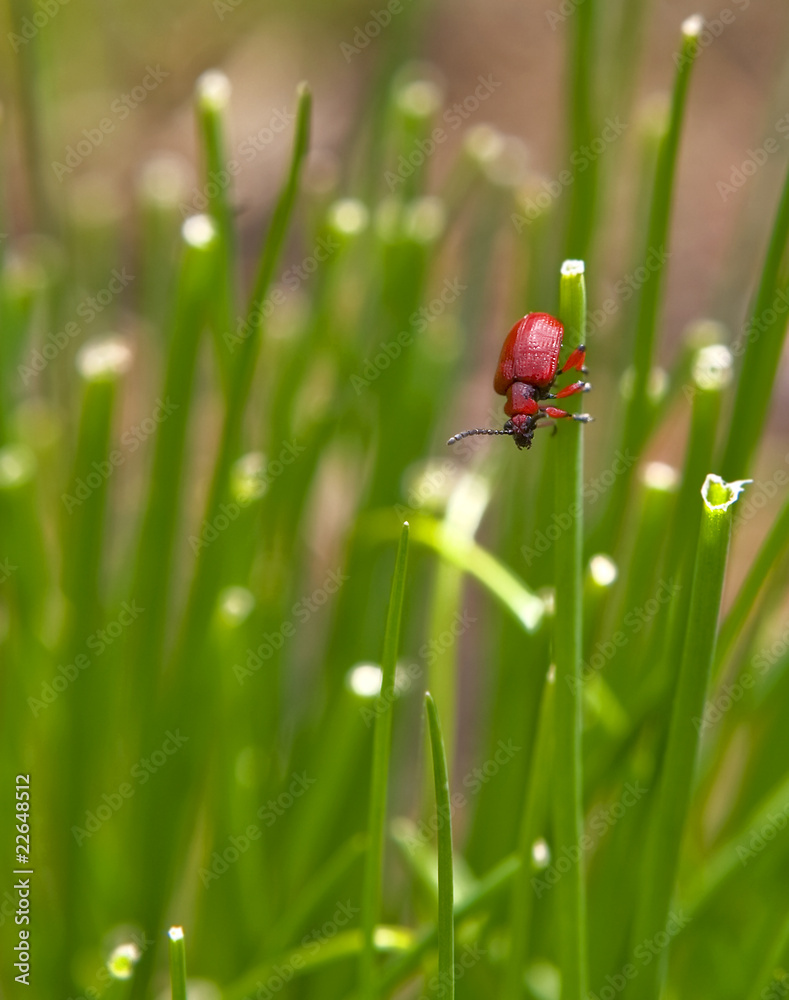 roter Käfer roter Käfer