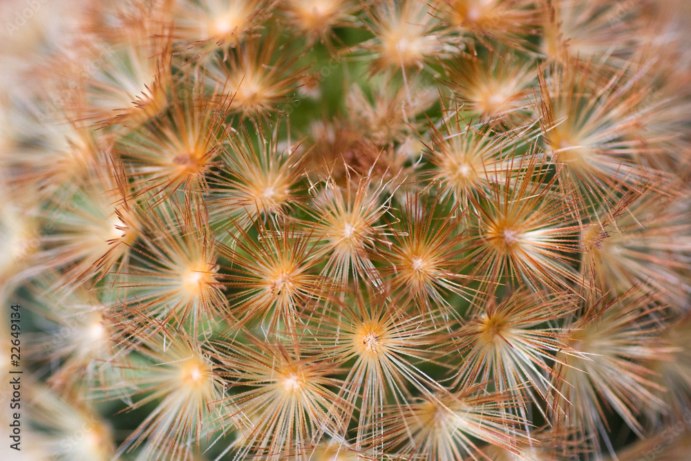 Obraz premium cactus texture