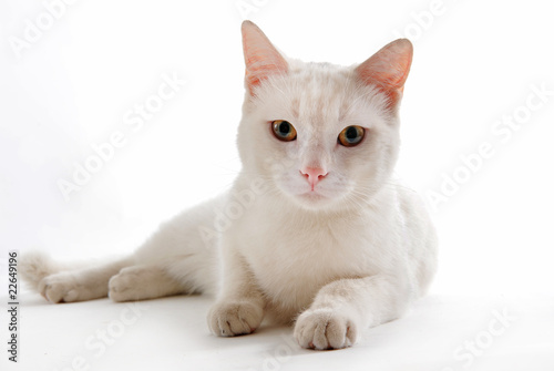 white cat