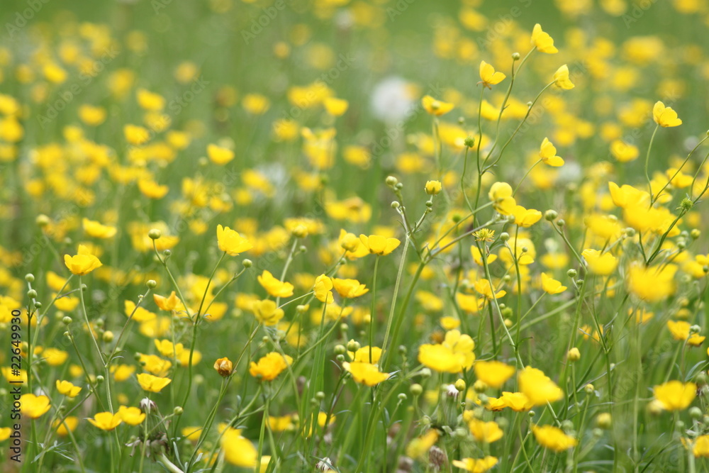 Obraz premium Gelbe Blume, Blumenfeld, gelb