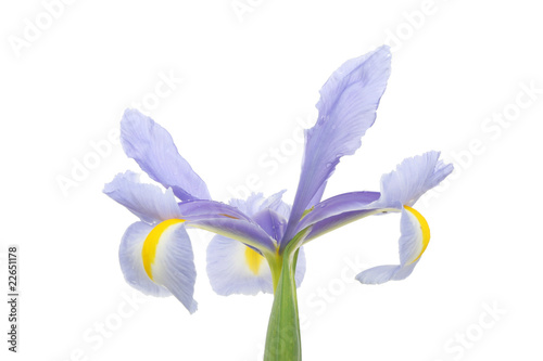 Fototapeta Naklejka Na Ścianę i Meble -  Dutch Iris flower