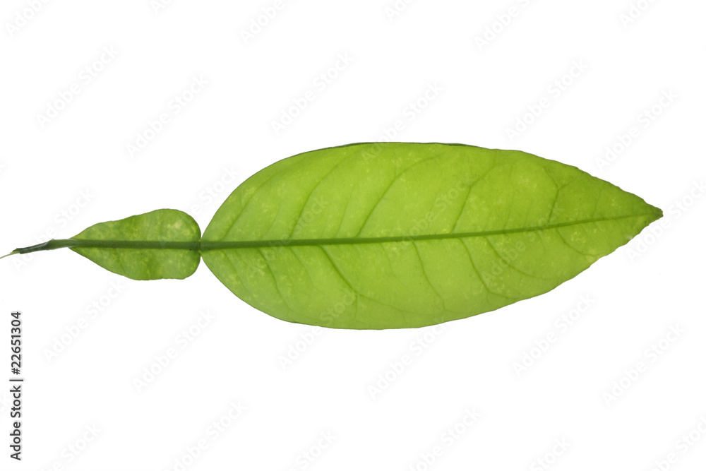 Obraz premium Tree leaf and white background