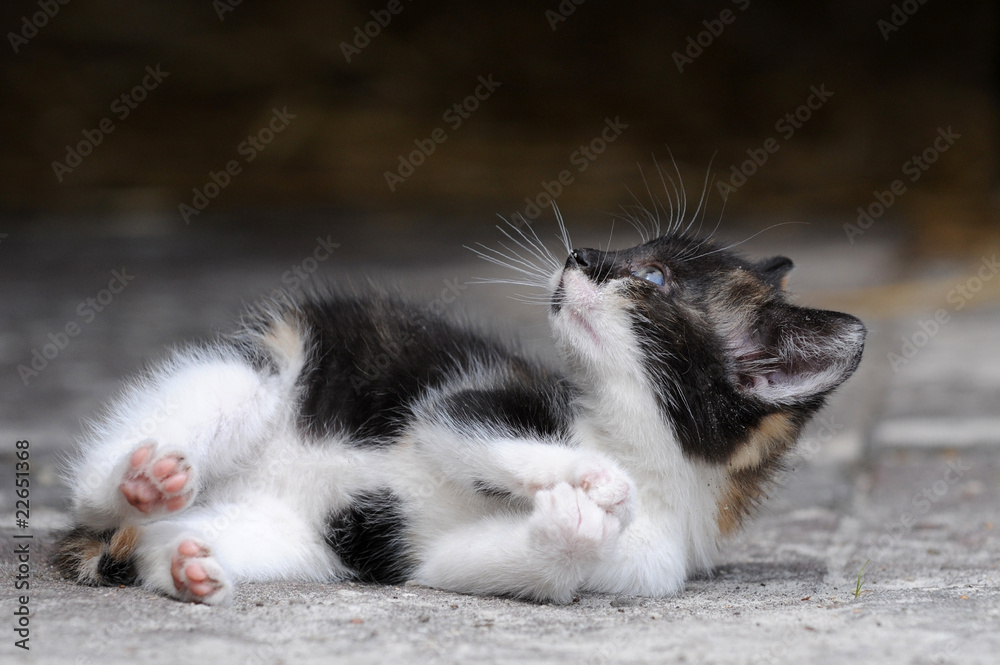 Fototapeta premium Katzenwelpe im Stall