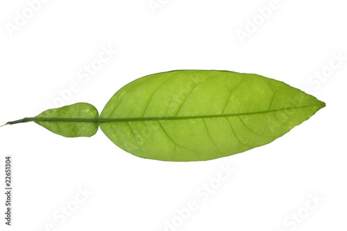 Tree leaf and white background