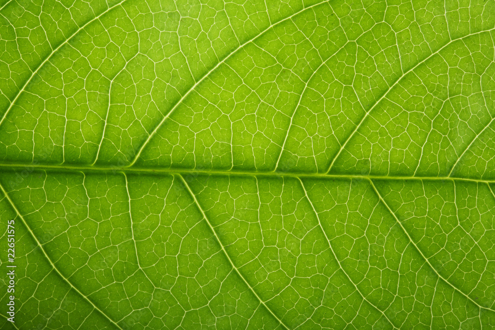 Fresh tree leaf texture and white background Fresh tree leaf texture and white background