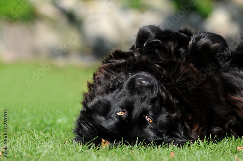 Schwarzer Neufundländer photo