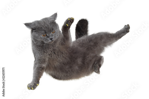 British cat dancing breakdance