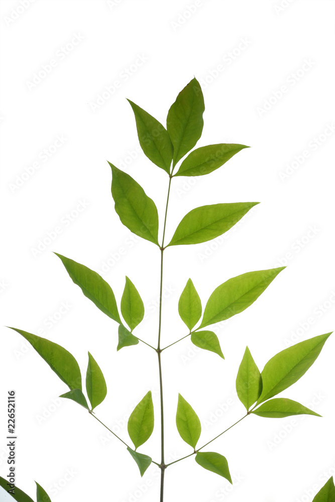 tree leaf isolated on the white background. tree leaf isolated on the white background.