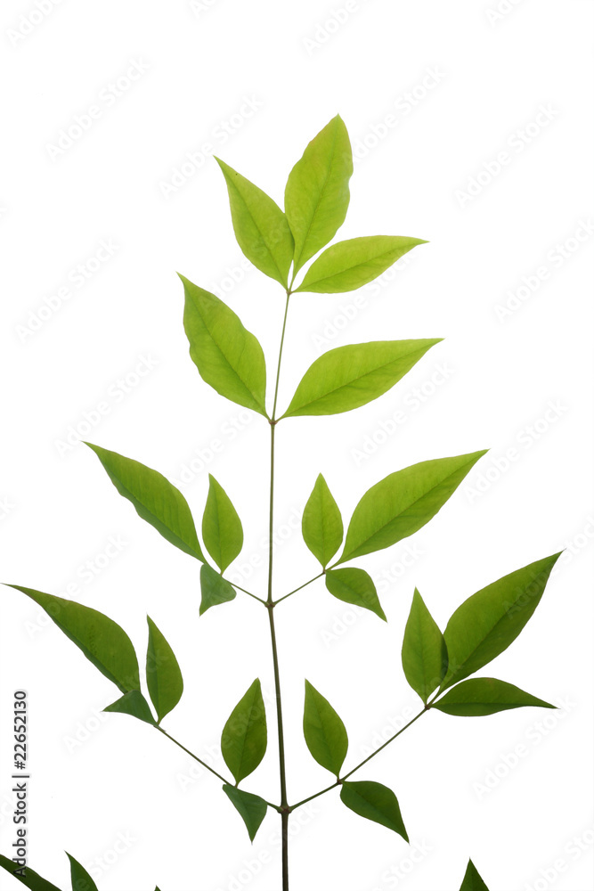 tree leaf isolated on the white  background.
