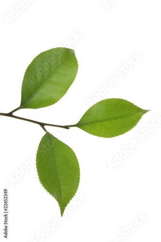 tree leaf isolated on the white  background.