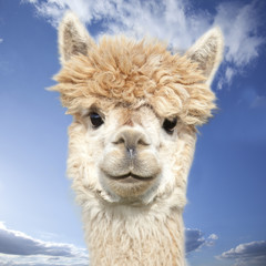Sierkussen Lama Witte alpaca tegen blauwe wolkenlucht  © Karin & Uwe Annas