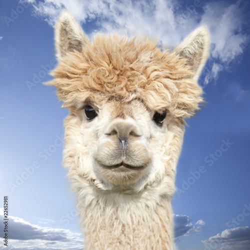 White alpaca watching you in front of blue sky with clouds