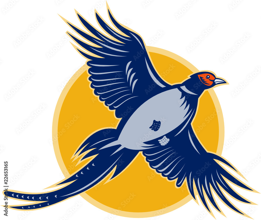 Fototapeta premium Pheasant flying viewed from a low angle