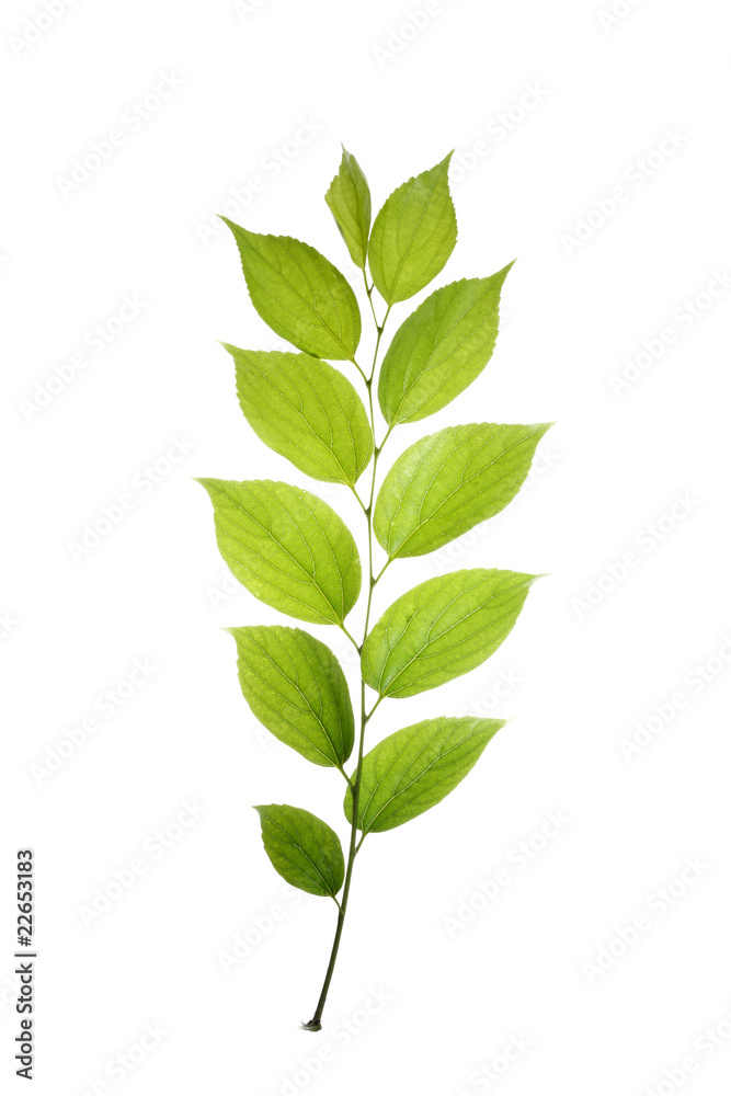 Fototapeta premium tree leaf isolated on the white background.