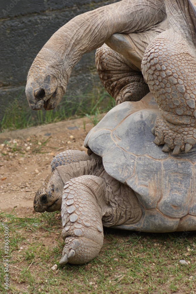 Obraz premium Aldabra Giant Tortoise: Mating