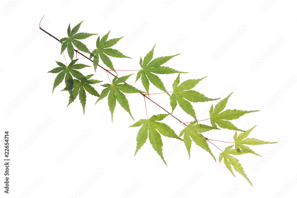 Fototapeta premium tree leaf isolated on the white background.