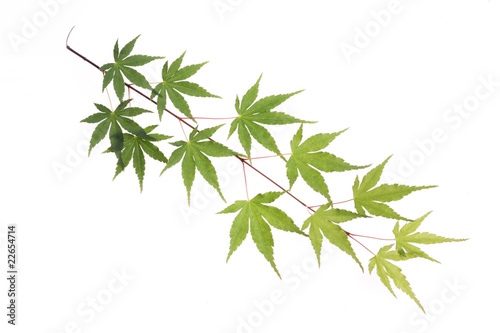 tree leaf isolated on the white  background.