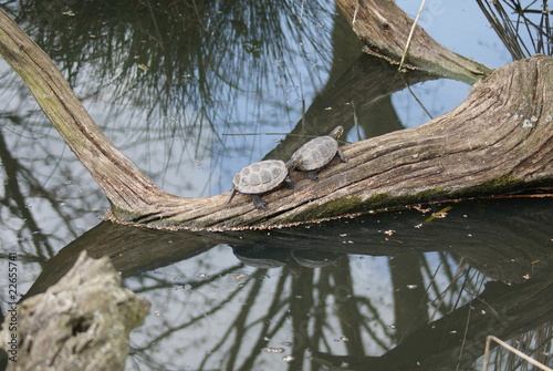 European Pond Turtles  Basking on Log