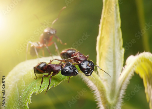 top secret of ants © Antrey