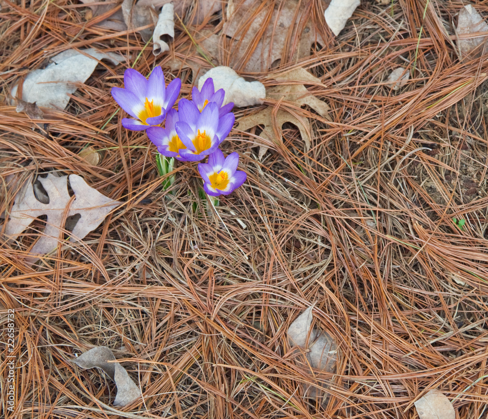 Tricolor crocus and pine needles Tricolor crocus and pine needles