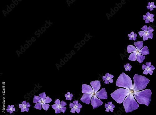Fototapeta Naklejka Na Ścianę i Meble -  Periwinkle purple flowers - Vinca minor - isolated on Black