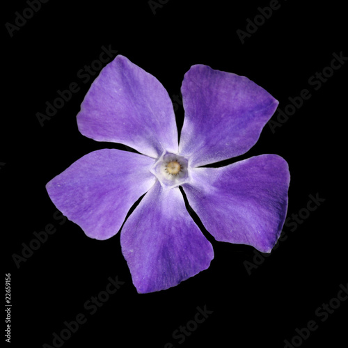 Periwinkle purple flower - Vinca minor - isolated on Black