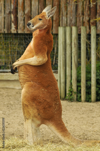 Kangourou roux photo