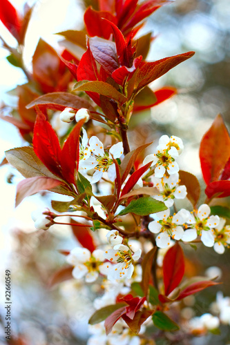 Plum tree blossoms
