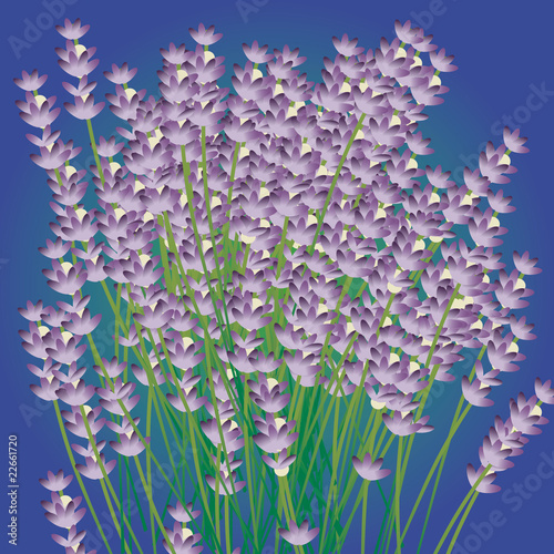 lavanda