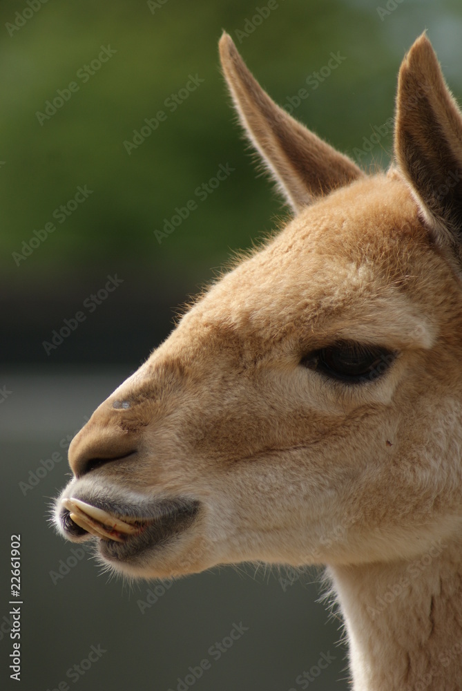Vicuna: Portrait Vicuna: Portrait